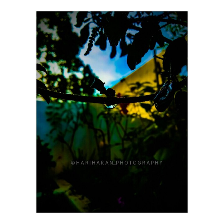 ||| •Drop On Branch• |||