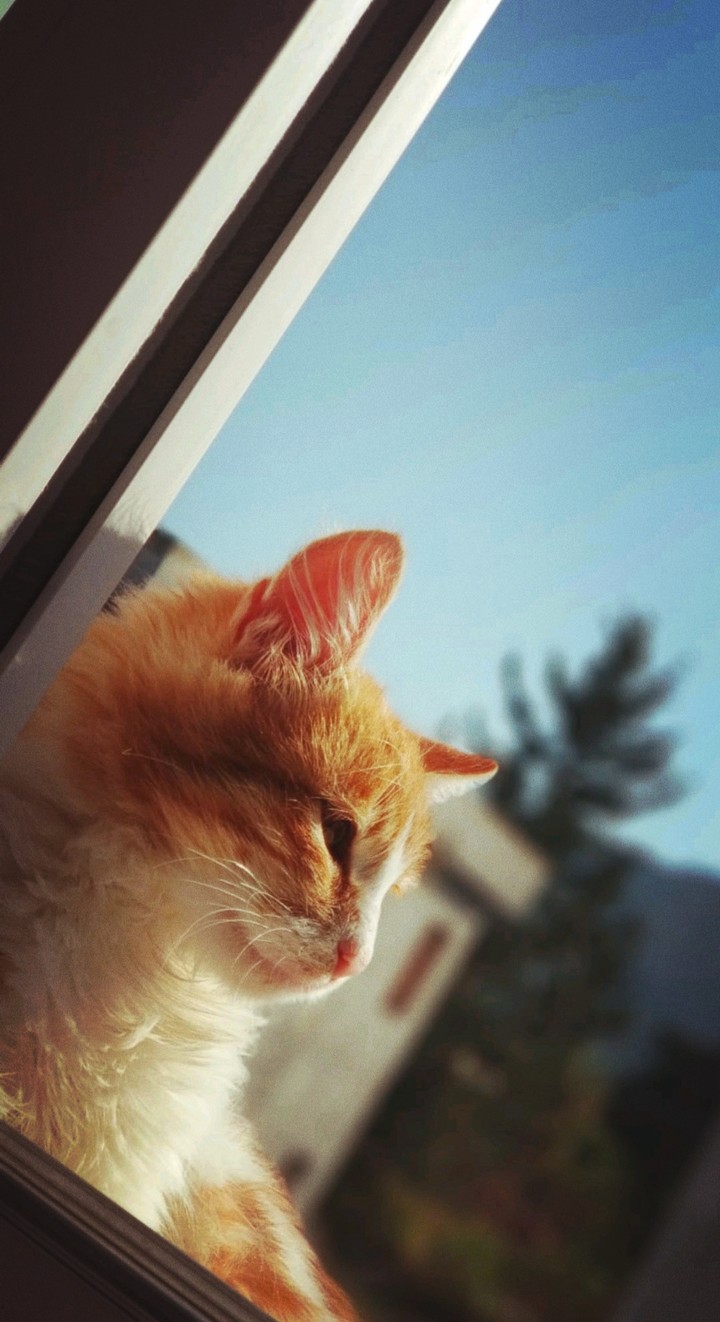 cat