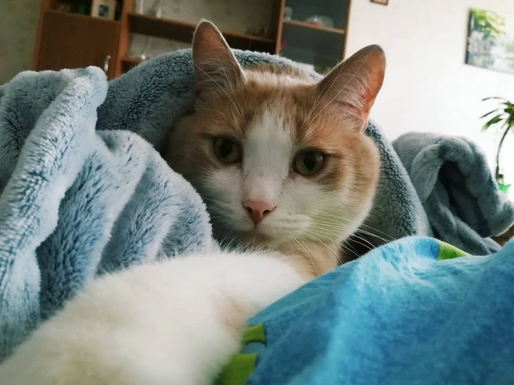 cat