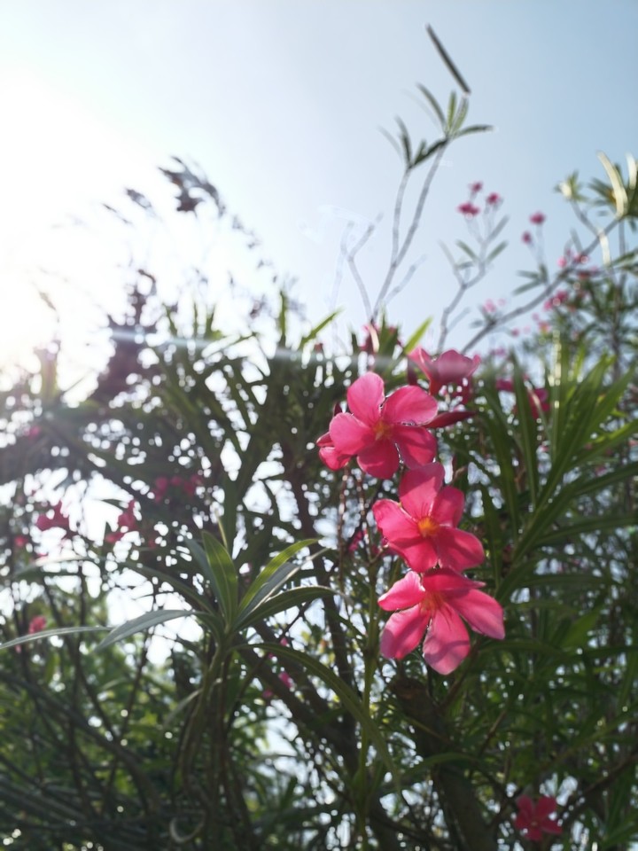 spring in VIT