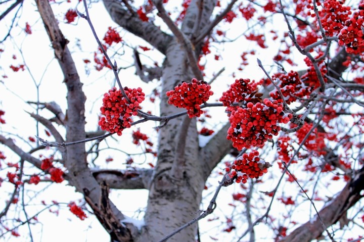 rowan