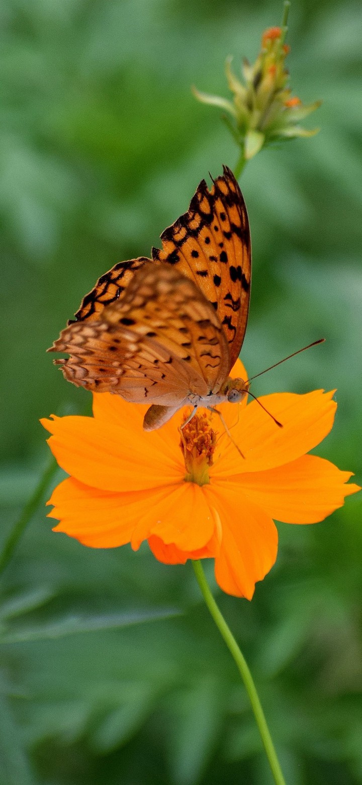butterfly