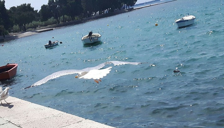 flying seagull