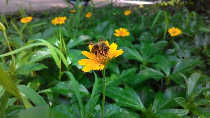 Bee and Flower