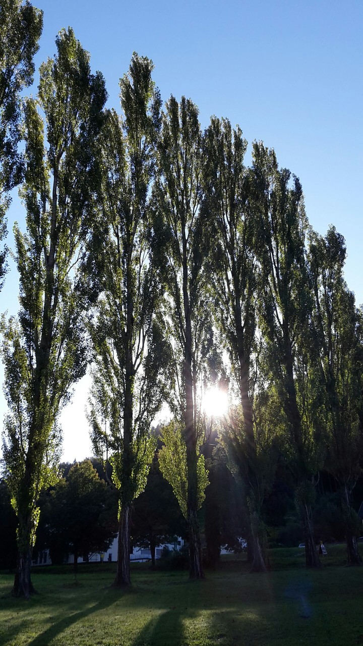 Sun tree 2