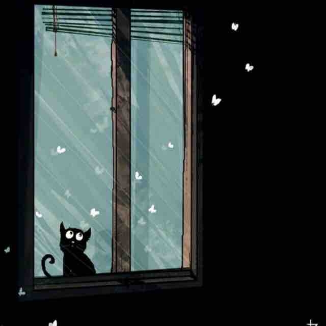 black cat ?