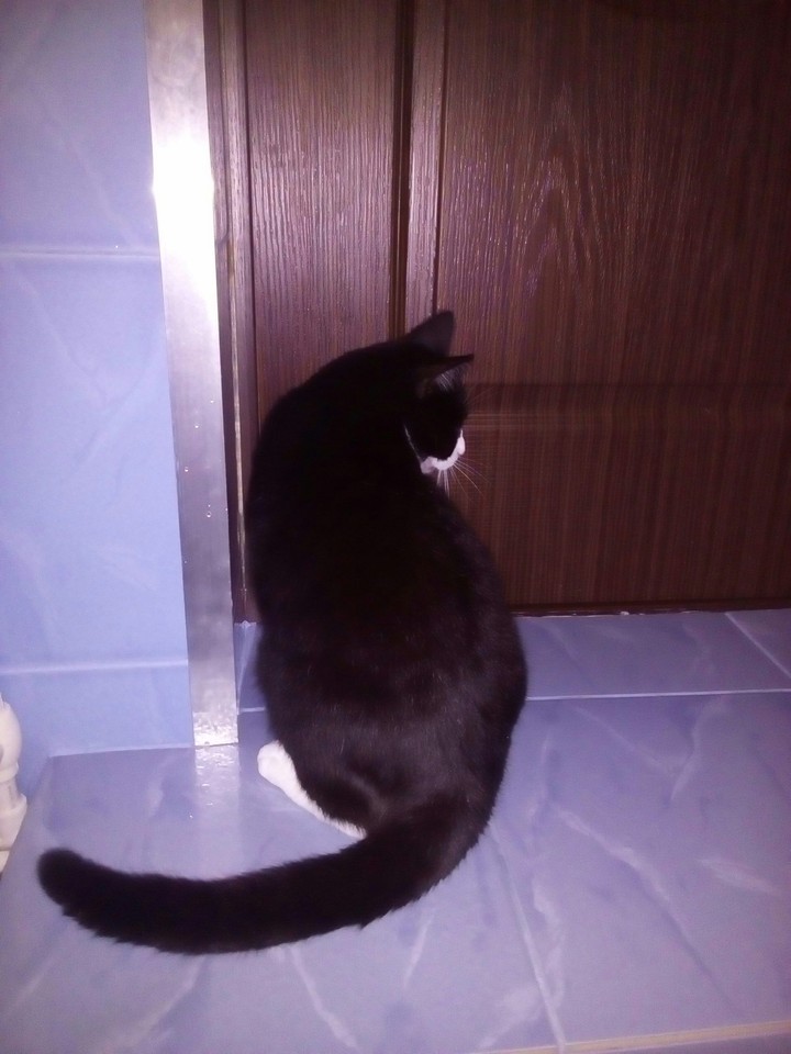 *Кот у дверей*