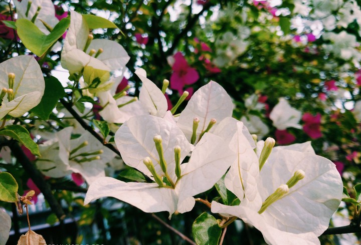 Divine nature