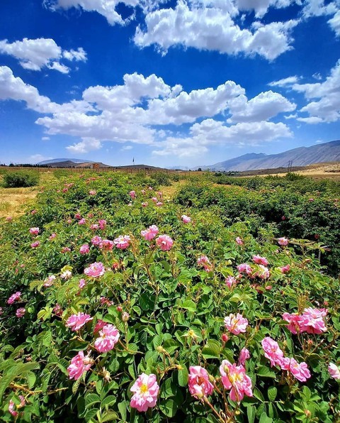 Damask rose