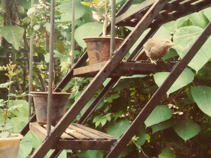 THE BIRD