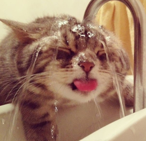 котичка под краном