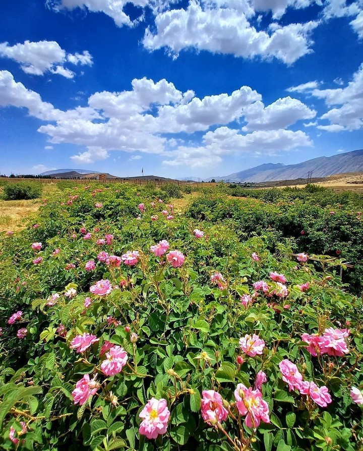 Damask rose