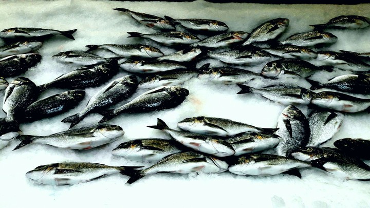 Fish