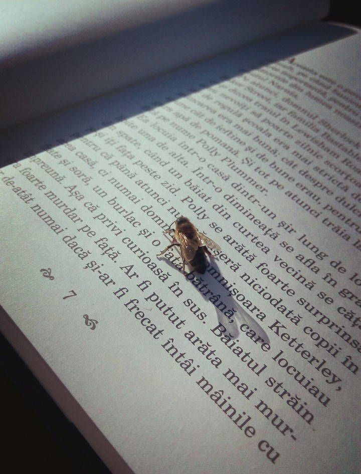 This bee also wants to read "Narnia"...