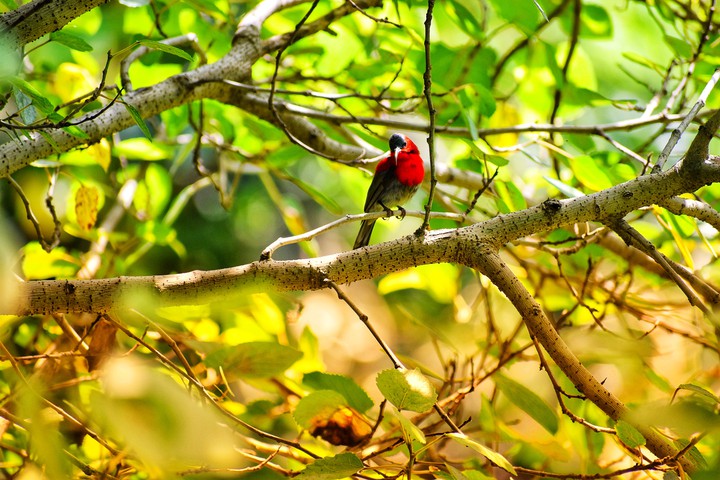 #crimson sunbird