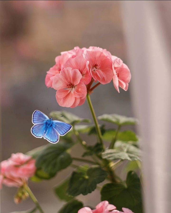 Butterfly & Geranium