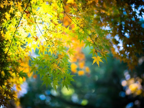 Leaves