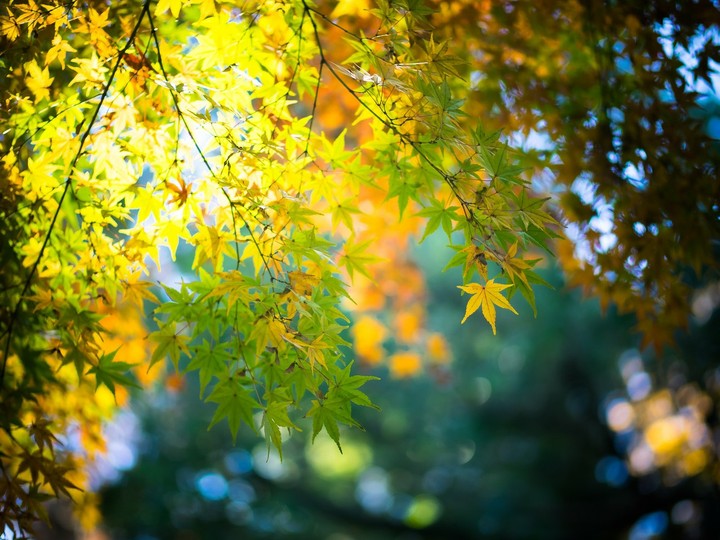 Leaves