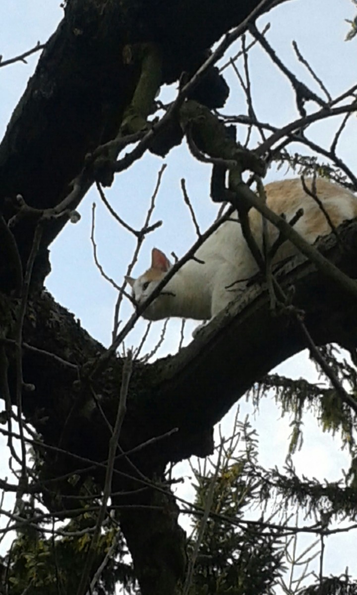 The Cat