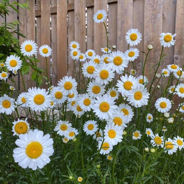 ღ✿◠‿◠✿ღ