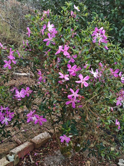 sfondi petal, flower