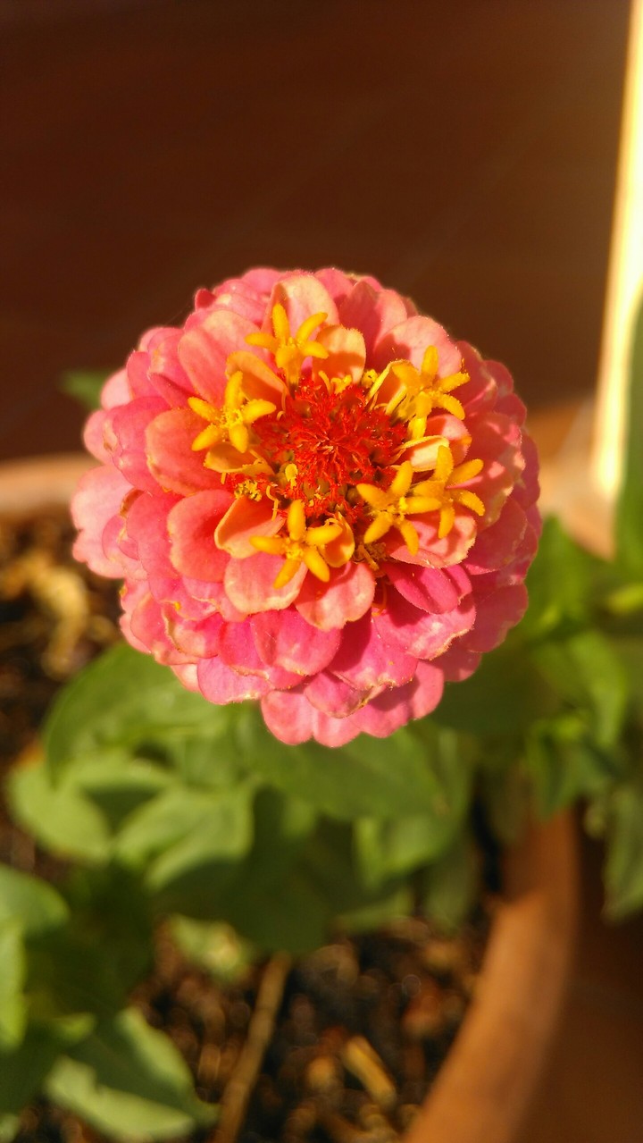 zinnia