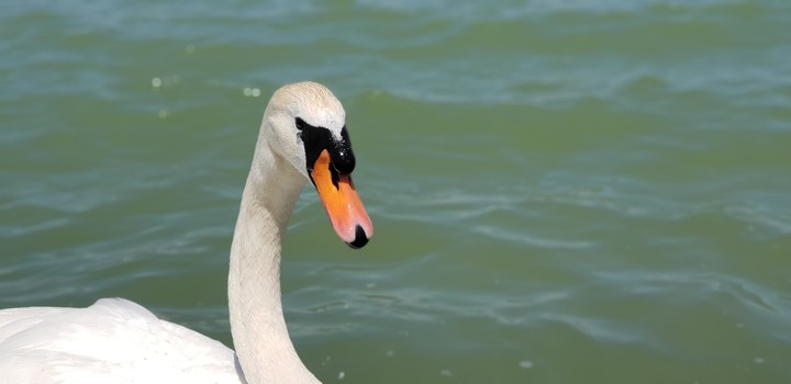 swan