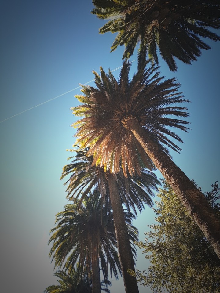 Palm trees