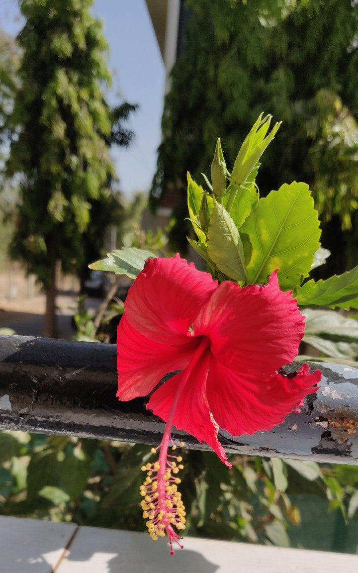 shoe flower