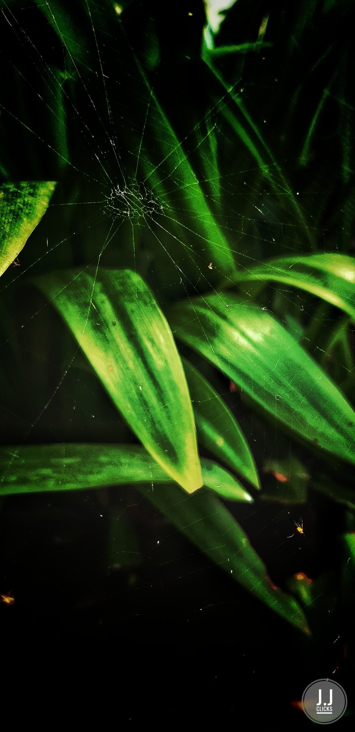 MOBILE PHOTOGRAPHY