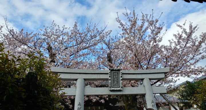 桜