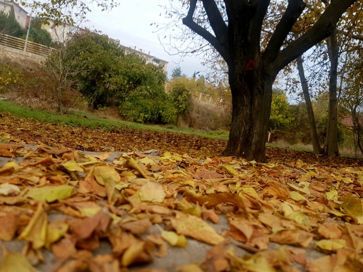 autumn