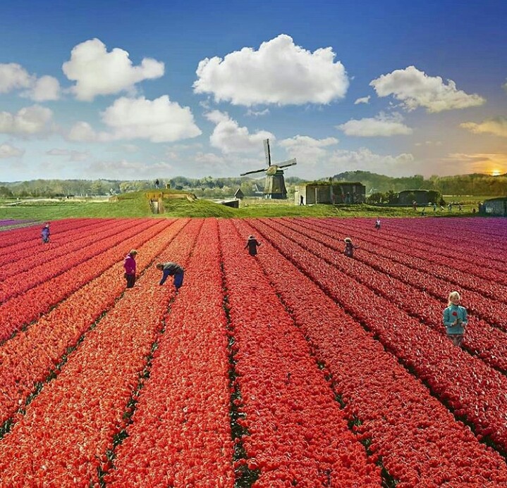 Tulips