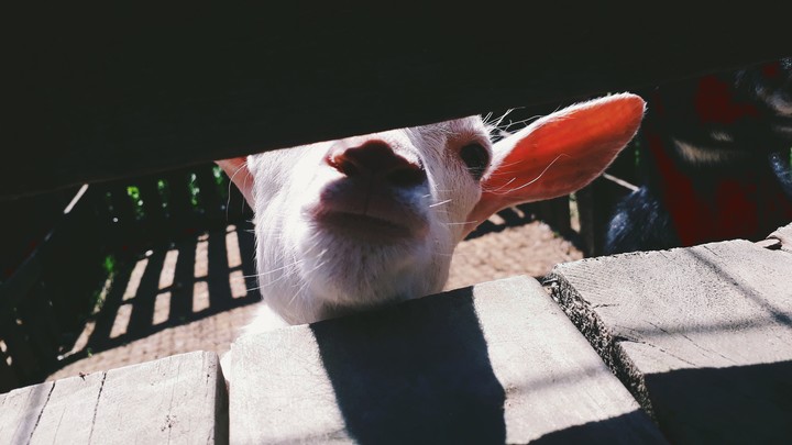 baby goat
