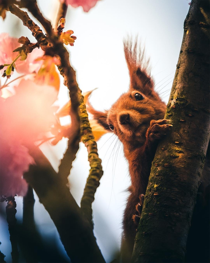 Squirell