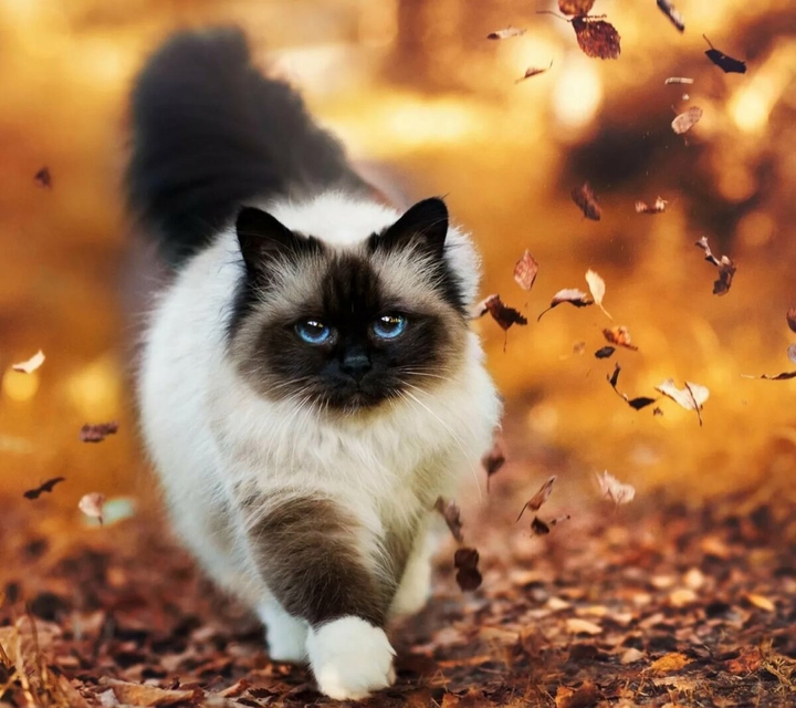 나의 고양이?
