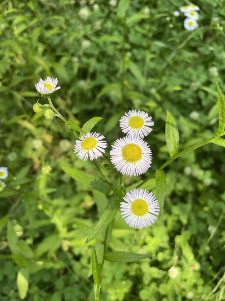 eastern daisy fleabane