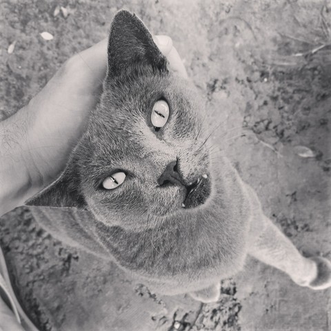 Gato