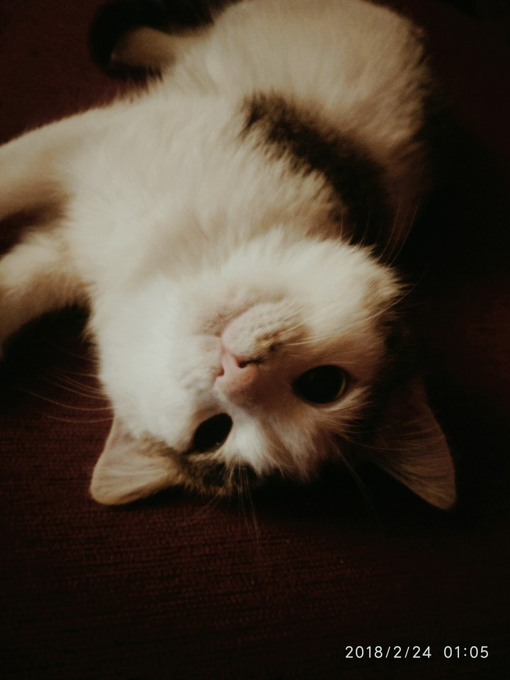 Котя