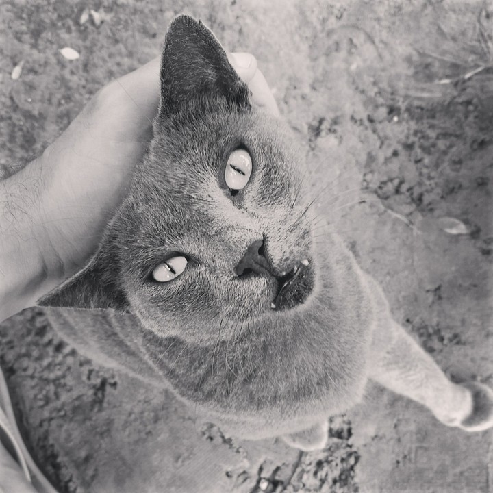 Gato