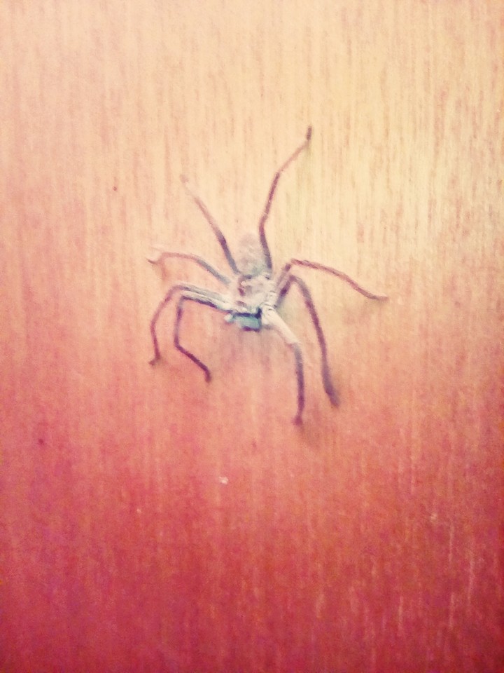 a huntsman that actually stalks me in my kitchen.