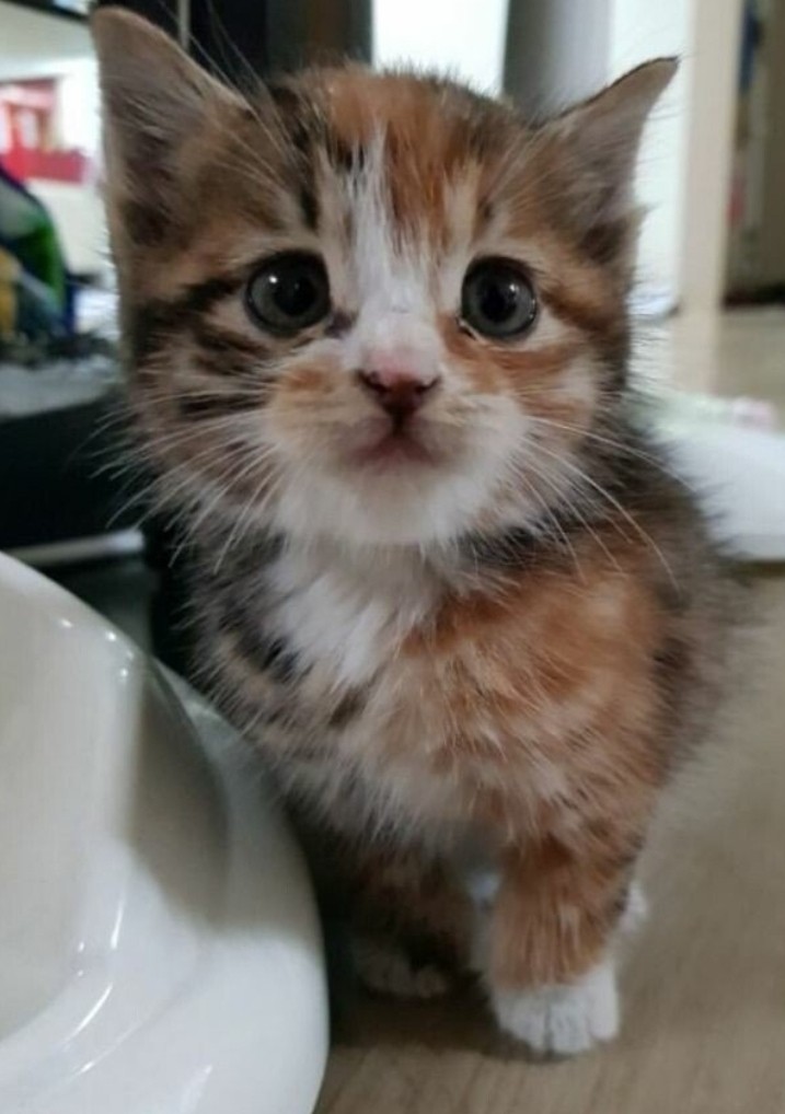 kitty