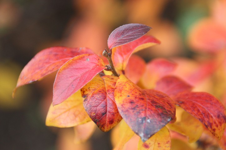 Autumn leaves
