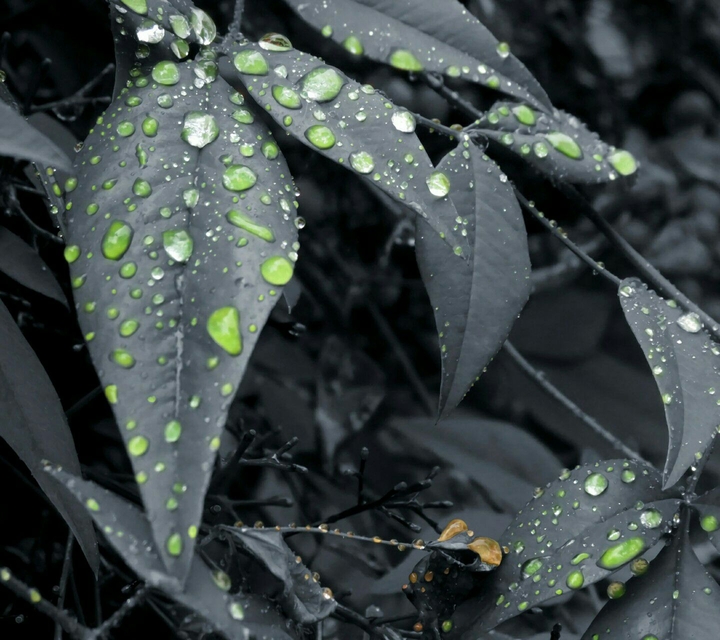 pluies