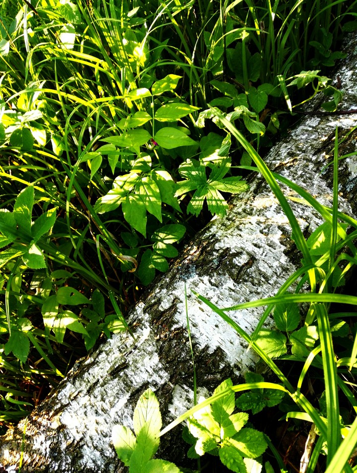Plant