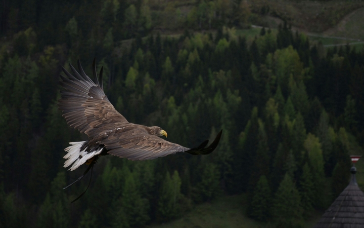eagle