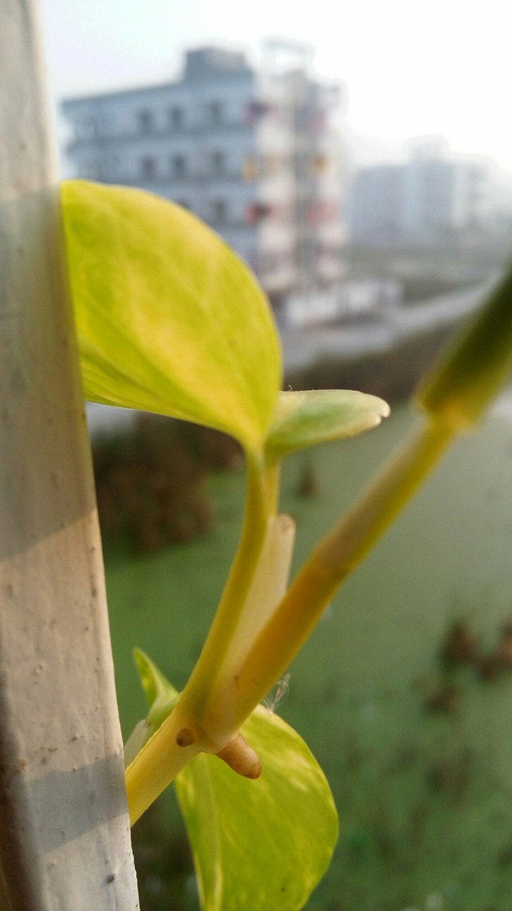 focus