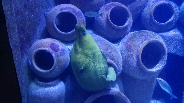 Electric Eel In A Pot