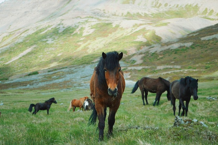 horse