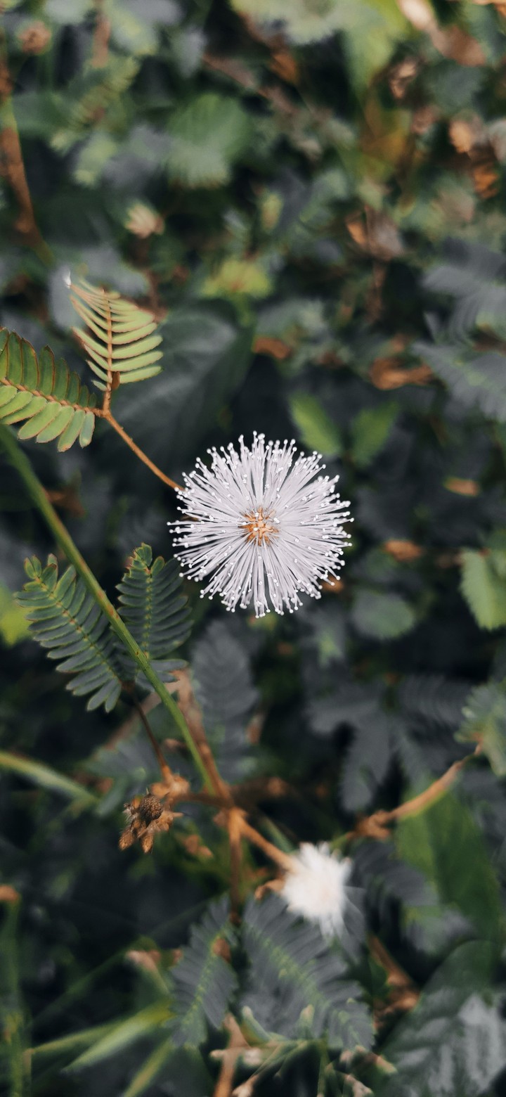 Thottavadi